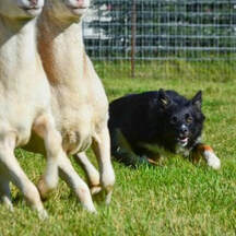 Border Collie moving sheep